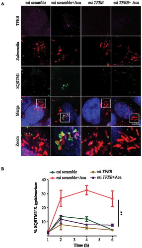 Figure 4. Acacetin treatment results in enhanced capture of S. typhimurium in a TFEB-dependent manner. (A) Representative microscopy images of control and TFEB silenced HeLa cells post S. typhimurium infection for 6 h and immunostained for SQSTM1 and TFEB. Scale bar: 5 µm. (B) Graph represents the time course recruitment of SQSTM1 to S. typhimurium induced by acacetin treatment (n = 25, N = 3). Quantification of microscopy images were performed on individual Z slices. Statistical analysis was performed using unpaired student’s two-tailed t-test; ns- non-significant, *p < 0.05, **p < 0.01, ***p < 0.001. Error bars represent mean ± SEM.