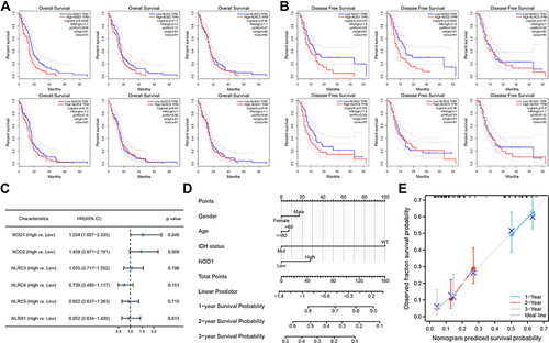 Figure 3 Influence of NLRC expression on GBM survival. (A) The DFS curves. (B) The OS curves. (C) Multivariate Cox analysis forest map summary. Nomogram (D) and calibration curve (E) were used to predict the probability of OS in GBM patients in 1, 2 and 3 years.