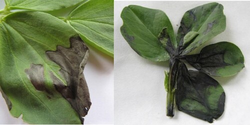 Figure 2. Symptoms of the leaf blotch, caused by Alternaria/Stemphylium complex.