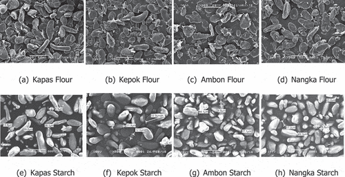 Figure 2. Granule morphology of flour and starch from four banana cultivars