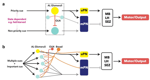 Figure 3. Processing logic within the glomerular system of the antennal lobe. A: putative ‘priority’ and ‘non-priority’ cues are determined by the identity of the glomerulus and the internal state, for example fed vs. starved, which results in varied modulation by local neurons such as Picky, downstream of OSNs [Citation72]. Oligoglomerular local neurons (OLN) are inhibitory to other glomeruli when activated, modulating the output of the active glomerulus to other brain centres via a uPN for processing. B: proposed principle of processing of multiple cues, only one of which is an ‘important’ cue based on connectomic studies. The active glomerulus (yellow) will activate an OLN resulting in stronger inhibition of other glomeruli (blue), modulating their output to other brain centres via mPNs