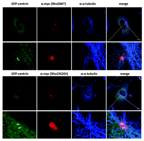 Figure 2. RhoD encircles centrosomes. Preference to one of the two centrin positive couples. HUVE cells were infected with myc-RhoDWT or myc-RhoDG26V and transfected with GFP-Centrin. Twenty four-hours post transfection/infection cells were processed for GFP-centrin, myc-RhoDWT or G26V (red-TRITC) and endogenous α-tubulin (blue-CY5). Bar = 10 μm. Image taken from Kyrkou.Citation32