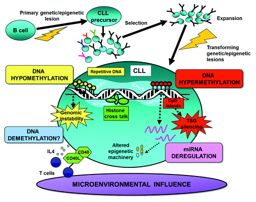Figure 1. Illustration of epigenetic factors shaping the DNA methylome in CLL. This schematic details: (1) the possible timing and role of DNA methylation in CLL pathogenesis, (2) DNA hypermethylation silencing of vital tumor suppressor genes (TSGs), (3) DNA hypomethylation leading to genomic instability, (4) dysregulation of epigenetic regulators and machinery through aberrant methylation and (5) the interplay between DNA methylation and other epigenetic/microenvironmental factors.