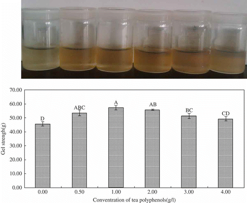 Figure 1 Appearance and gel strength values of gelatin hydrogels treated with and without EGCG. Values are means (n = 5) ± standard deviation. Values in columns followed by same letter are not significantly different at α = 0.01.