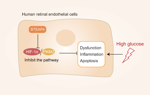 Figure 3 Mechanistic overview of the role of PKM2 in diabetic retinopathy: STEAP4 reduces HG-induced HRCEC dysfunction, inflammation, and apoptosis by inhibiting the HIF-1α/PKM2 signaling pathway.