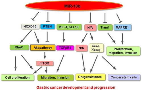Figure 1. A diagram showing the role of miR-10b in gastric cancer development and progression