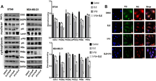 Figure 7 The combined effects of ELE and 5-FU on NF-κB/COX-2 signaling pathway.Notes: (A) MDA-Mb-231 and BT459 cells were treated with ELE alone, 5-FU alone, or their combination. We used Western blot to check the p65 and p50 expression levels in the nucleus from the nuclear lysate, p-P65, p65, p-IKKα/β, p-IκBα, and IκBα in the cytoplasmic lysate while detecting the COX-2 expression level from the whole cell lysate. We used GAPDH as the loading control for whole cell and cytoplasmic proteins, while Lamb1 was used for nuclear proteins. The data obtained from three independent experiments were presented as mean ± SD, and the significance levels were *P<0.05, **P<0.01, and ***P<0.001. (B) The subcellular localization of p65 and p50 was detected through immunofluorescence assay of BT549 cells after treatment with ELE alone, 5-FU alone, or their combination.