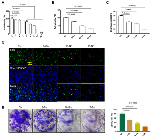 Figure 3 The impact of solanine on cell proliferation in vitro. (A and B) MTT assays to measure the cell viability of SGC-7901 cells treated with different concentrations of solanine (μM, n=5). (C and D) EdU assays to determine cell proliferative ability in SGC-7901 cells (n=3). (E) Cell colony formation assays to examine the proliferation of SGC-7901 cells (n=3). Data are expressed as the mean ± SD.