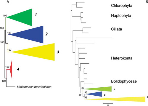 Figure 1. Consensus tree from the last 100 trees of the BI analysis of the diatoms from datasets 11 (A) and 25 (B) showing the outgroups used in each analysis and the monophyletic classes collapsed into triangles. Triangle 1 = Class Coscinodiscophyceae, Triangle 2 = Class Mediophyceae, Triangle 3 = Class Bacillariophyceae, Triangle 4 = Class Bolidophyceae/phyta. Posterior probabilities expressed as whole numbers from the BI analysis are shown on the relevant branch nodes. Scale bar in B represents 0.3 substitutions/site.