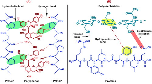Figure 3. The potential interactions between (A) protein-polyphenol and (B) protein-polysaccharides.