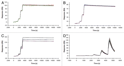 Figure 2 XOMA 052 cross-reacts with four species orthologs of IL-1β. Kinetic titration analysis of XOMA 052 binding to IL-1β from human (A), rhesus (B), rat (C) and mouse (D). Five concentrations of recombinant human, rhesus, rat and mouse IL-1β were injected in serial over XOMA 052 immobilized on a Biacore 2000 biosensor surface by aldehyde coupling. KD was determined by fitting data to a 1:1 Langmuir model using kinetic titration analysis with BIAevaluation software.