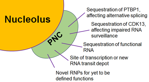 Figure 3. Possible PNC functions in cancer cells.