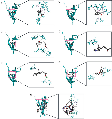 Figure 2. The visualization of molecular docking between α-bungarotoxin (cyan) with a) Alpha-cyperone, b) Cyperol, c) Cyperusol B2, d) Rotundine a, e) Rotundine b, f) 4,6,3’,4’-tetramethoxyaurone, g) Anti-α-bungarotoxin peptide. Dashed lines represent interaction type, with the dark and light green lines representing hydrogen bonds and the pink line representing hydrophobic interaction.