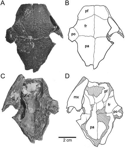 Figure 2. Skull of Carettochelys niahensis, sp. nov., SM cb2.9.a, Niah Great Cave, Sarawak, Malaysia. A–B, Dorsal view. C–D, Ventral view.