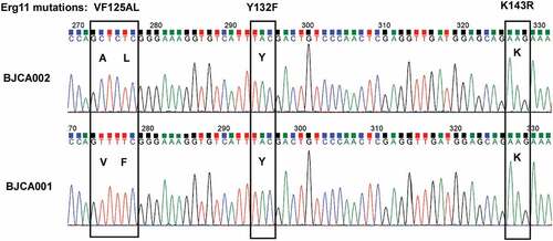 Figure 8. Analysis of hot-spot mutations in ERG11. Strain BJCA001 carries no mutations in the three reported hot-spot regions, whereas BJCA002 has a VF125AL mutation (V125A and F126L)