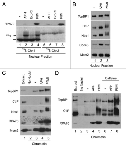 Figure 1 CtIP associates with chromatin containing DSBs. (A) Egg extracts containing 35S-Chk1 (lanes 1–4) or 35S-Chk2 (lanes 5–8) and demembranated sperm nuclei were incubated with no checkpoint inducer (lanes 1 and 5) or sperm nuclei treated with 50 µg/ml aphidicolin (lanes 2 and 6), 0.05 U/µl of EcoRI (lanes 3 and 7) or 0.1 U/µl of PflMI (lanes 4 and 8). Nuclear fractions were isolated and analyzed by phosphorimaging and immunoblotting with anti-RPA70 antibodies. Unshifted and shifted forms of Chk1 are indicated with a dash and arrow, respectively. (B) Egg extracts containing sperm nuclei were incubated without checkpoint inducer (lane 1), 50 µg/ml aphidicolin (lane 2) or 0.1 U/µl PflMI (lane 3). Nuclear fractions were subjected to SDS-PAGE and immunoblotted with anti-TopBP1, anti-CtIP, anti-Nbs1, anti-Cdc45 and anti-Mcm2 antibodies. (C) Egg extracts lacking (lane 2) or containing sperm nuclei (lanes 3–5) were incubated without checkpoint inducer (lane 3), 50 µg/ml aphidicolin (lane 4) or 0.1 U/µl PflMI (lane 5). Chromatin fractions were subjected to SDS-PAGE and immunoblotted with anti-TopBP1, anti-CtIP, anti-Nbs1, anti-RPA70 and anti-Mcm2 antibodies. One microliter of extract was loaded in lane 1 as a loading control. (D) Chromatin fractions were isolated from egg extracts lacking (lane 2) or containing sperm nuclei treated as above in (C) (lanes 3–5) or in the presence of 5 mM caffeine (lanes 6–8). One microliter of extract was loaded in lane 1 as a loading control.