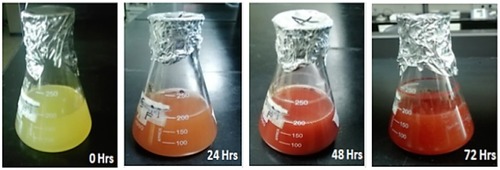 Figure 1 Color transformation of selenium nanoparticle reaction mixture from yellow to brick red depicting successful synthesis of selenium nanoparticles.