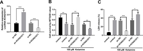 Figure 2 KCNQ1OT1 overexpression ameliorated ketamine-induced neuronal injury. (A) Expression levels of KCNQ1OT1 in PC-12 cells transfected with KCNQ1OT1 overexpression vector (pc-KCNQ1OT1) or knockdown vector (si-KCNQ1OT1). (B) Cell viability was detected by MTT assay. (C) The injury of PC-12 cells was evaluated by LDH release assay. *P < 0.05, **P < 0.01 and ***P < 0.001.