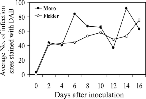 Fig. 6 Average number of infection sites per leaf disc exhibiting H2O2 accumulation as visualized by DAB staining in resistant ‘Moro’ and susceptible ‘Fielder’ from 0–16 dai after inoculation with P. striiformis, strain SRC-84. Bars represent standard error. Where error bars are not visible, they occur within the space of the marker.
