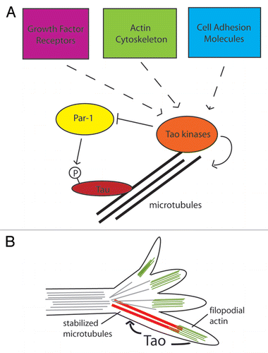 Figure 2 Possible function of Drosophila Tao in cytoskeletal control pathways. (A) Studies of mushroom body development indicate that Drosophila tao acts with par-1 to control phosphorylation of the microtubule binding protein Tau, while in vitro studies suggest that tao may directly stabilize microtubules in response to signals from the actin cytoskeleton. Studies in mammals and Drosophila also suggest that Tao kinases may integrate signals from a number of other upstream sources, such as growth factor receptors and cell-adhesion molecules. (B) Combining these results, we propose that tao might mediate interactions between the actin and microtubule cytosketons in extending growth cones as well, leading to axon guidance defects observed in Drosophila tao mutants. Signals from filopodial actin may act through tao to stabilize and capture extending microtubules.