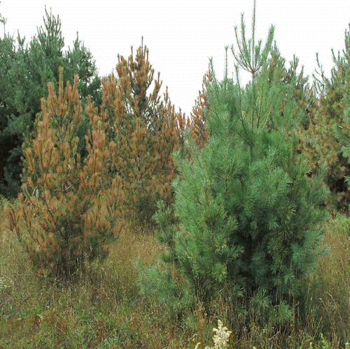Fig. 2. Severe needle browning of Pinus peuce. From left to right: P. peuce, P. peuce, P. cembra.