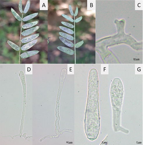 Fig. 3 Phyllactinia leucaenae on L. leucocephala. A, Symptoms on adaxial side of leaves. B, Symptoms on abaxial side of leaves. C, Appressorium. D, E, Conidiophores. F, Primary conidium. G, Secondary conidium with germ tube.