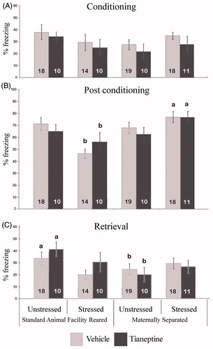 Figure 6. Effect of tianeptine on the freezing response in a fear conditioning test in rats exposed to early maternal separation and chronic variable stress in adulthood. Percentage of time spent freezing is shown during (A) conditioning, (B) postconditioning, and (C) retrieval. Values are mean ± SEM of standard animal facility rearing (AFR) and maternally separated (MS) rats submitted to chronic stress or unstressed under tianeptine (dark gray bars) or vehicle (light gray bars) treatment. The number of rats for each treatment is included inside each bar. ANOVA revealed a significant maternal separation × chronic stress interaction. Different letters indicate significant differences between groups (p ≤ .05), Tukey’s post hoc test.