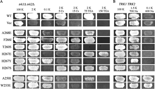 Figure 7.  Cesium and TEA-associated growth phenotypes conferred by mutant Kat1 channels. (A) trk1Δ trk2Δ cells expressing Kat1 channels were grown on permissive medium (100 mM KCl), low K+ media (2 or 0.1 mM KCl), and 2 mM KCl media supplemented with Cs+ (5 and 15 mM CsCl) or TEA+ (75 and 150 mM TEA+). (B) In wild-type cells, growth was assessed on permissive medium (100 mM KCl) and media supplemented with Na+ (1.5 mM KCl/700 mM NaCl or 0.1 mM KCl/600 mM NaCl).