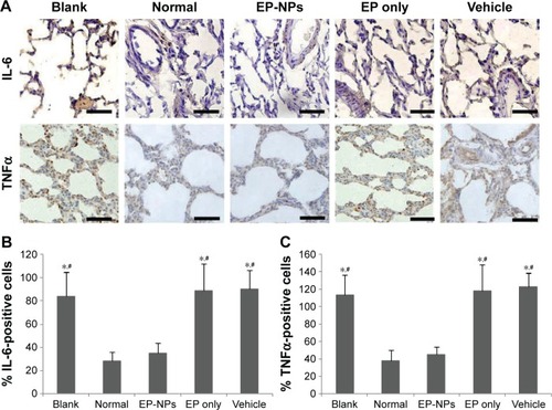 Figure 4 Expression of IL-6 and TNFα in lung tissue.Notes: (A) Representative immunohistochemistry micrographs of IL-6 and TNFα in the different groups. Scale bars 50 μm. (B, C) Semiquantitative analysis of the immunohistochemistry examination of IL-6 and TNFα (n=100 sections in each group). *P<0.05 versus the normal control group; #P<0.05 versus the EP-NP group.Abbreviations: EP-NPs, ethyl pyruvate nanoparticles; EP, ethyl pyruvate.