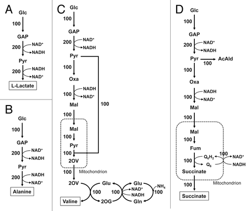 Figure 3. Simulated metabolic flux distributions during production of L-lactate (A), alanine (B), valine (C) and succinate (D) under anaerobic conditions in the recombinant strain incapable of both ethanol and glycerol biosynthesis. Metabolic simulation was performed using a genome-scale metabolic model of S. cerevisiae iND750 based on the concept of flux balance analysis; glucose and oxygen uptake rates assumed 1 and 0 mmol g dry cell−1 h−1, respectively, and the metabolic flux distributions at the metabolic steady-state were estimated as the biomass formation was maximized using linear programming. In these simulations, the fluxes for biosynthesis of the identified 20 metabolites, except for the target metabolite, as well as ethanol and glycerol biosynthesis were set to zero in advance. For simulation of L-lactate production (A), the heterologous reaction corresponding to LDH was added. In all cases, no biomass formation was achieved. The metabolic flux distributions normalized by the glucose uptake rate as 100 are shown. Glc, glucose; GAP, glyceraldehyde-3-phosphate; Pyr, pyruvate; Oxa, oxaloacetate; Mal, malate, Fum, fumarate; 2OV, 2-oxoisovalerate; AcAld, acetoaldehyde; Q6H2, ubiquinone (reduced form); Q6, ubiquinone (oxidized form).