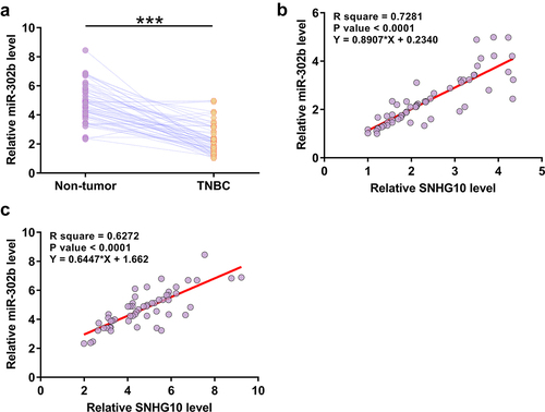 Figure 2. MiR-302b is downregulated in TNBC and is positively correlated with SNHG10. The expression levels of miR-302b in both TNBC and adjacent non-tumor tissues were measured by RT-qPCR. All reactions were performed in triplicate, and a paired t test was used to compare the mean values between the two types of tissues (a). ***, p < 0.001. Correlations between the expression levels of SNHG10 and miR-302b in TNBC tissues (b) and non-tumor tissues (c) were analyzed by linear regression.