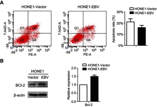 Figure 4 EBV genome introduction on NPC inhibited of apoptosis HONE1 cells. (A) The apoptosis of HONE1-Vector and HONE1-EBV cells were evaluated using flow cytometry. (B) The expression level of Bcl-2 protein was measured by western-blot in HONE1-Vector and HONE1-EBV cells. Experiments were repeated at least 3 times, and error bars represent ± SD.