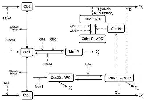 Figure 1 Wiring diagram of the interactions involving Clb2 and Clb5 at the exit from mitosis. Solid lines indicate reactions, solid lines with filled balls at the ends indicate reversible association reactions and dashed lines indicate the influences of transcription factors or enzymes. A : indicates a complex. We assume that Clb2 and Clb5 are always complexed with Cdc28 and do not denote this explicitly. D denotes degradation by targeting the destruction box and KEN denotes degradation by targeting the KEN box.