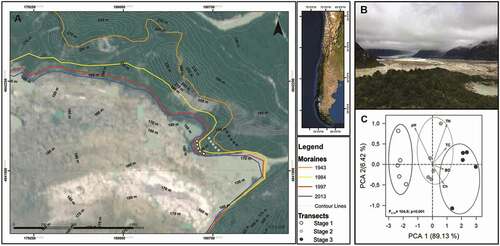 Figure 1. Study site description: a) Satellite image illustrating the retreat of the Exploradores glacier in last 70 years. Color lines show the age-limit of the three stages of soil development. b) Photo showing a frontal view of Exploradores forefield glacier. c) A principal component analysis (PCA) of soil features during soil development. F and P-value correspond to PerManova test results. Open symbols: stage 1; light grey: stage 2; dark grey: stage 3