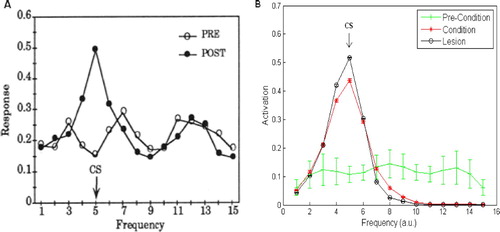 Figure 4. (A) The behavioural response (summed total amygdala activation) pre- and post-conditioning from Armony et al. Citation(1995). (B) The behavioural response pre- and post-conditioning from our replication of the model; the points are the mean of 10 simulation runs, shown±S.E., emphasising the robustness of the results. Our simulations replicate the broad response pre-conditioning, and the peaked response, centred on the conditioned stimulus (CS) input, post-conditioning. Note that our activation values are normalised by the number of amygdala units to allow plotting on the same scale as the Armony et al. results. Results of an auditory cortex lesioned model are also depicted for completeness. (Armony, J.L., Servan-Schreiber, D., Cohen, J.D., and LeDoux, J.E. Citation(1995) ‘An Anatomically Constrained Neural Network Model of Fear Conditioning,’ Behavioral Neuroscience, 109, 246–257. Reprinted with permission.)