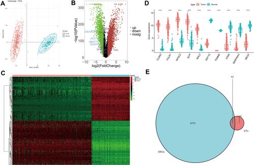 Figure 1 GTs-related genes in ovarian cancer. (A) Principal component analysis of tumor and normal tissues samples of TCGA and GTEx databases. (B) Volcano plots of DEGs from TCGA and GTEx databases. (C) Heatmap of DEGs. (D) Boxplot of expressions of top 10 DEGs. (E) Venn diagram of intersection of glycosyltransferase gene and DEGs. In (D), asterisk indicator in each grid represents the significance p value of the correlation of the corresponding genes, ****Means P <0.0001.