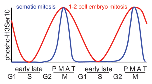 Figure 1 Schematic showing the differing levels of H3Ser10 phosphorylation during the various stages of mitosis in somatic cells (blue) and in the first two embryonic divisions (red). (P, prophase; M, metaphase; A, anaphase; T, telophase).