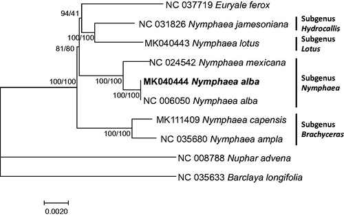 Figure 1. Maximum likelihood and neighbor joining phylogenetic trees of Numphaeceae based on 10 complete chloroplast genomes: Nymphaea alba [MK040444 (this study) and NC_006050], Nymphaea capensis (MK111409), Nymphaea lotus (MK040443), Nymphaea ampla (NC_035680), Nymphaea jamesoniana (NC_031826), Nymphaea mexicana (NC_024542), Euryale ferox (NC_037719), Barclaya longifolia (NC_035633), and Nuphar advena (NC_008788). The numbers above branches indicate bootstrap support values of maximum likelihood and neighbor joining trees, respectively.