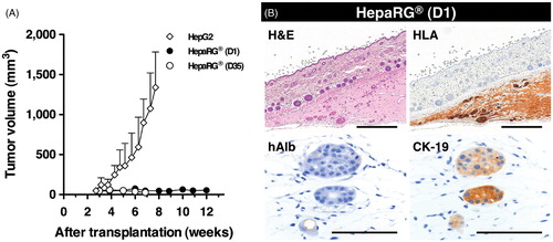 Figure 4. Tumorigenic potency of HepaRG® cells in NOG mice. (A) The growth potential of HepaRG® cells was evaluated in NOG mice. A total of 1 × 106 cells were subcutaneously transplanted into NOG mice. D1 and D35 in HepaRG® stage indicate the number of days after seeding. A total of 1 × 104 HepG2 cells were used as positive control for s.c. transplantation. (B) Histologic and immunohistochemical analyses of D1 HepaRG® xenografts in NOG mouse. Twelve weeks after transplantation, the xenografts were processed for H&E staining, HLA, hAlb and CK-19 staining. Bar = 500 μm, Bar = 50 μm.