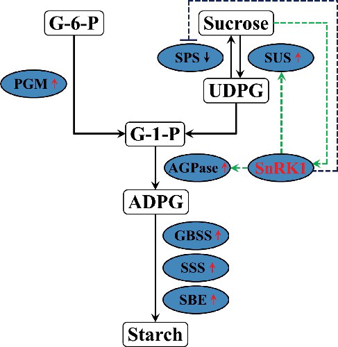 Figure 10. A proposed model of the regulatory network of GmSnRK1 in starch accumulation.