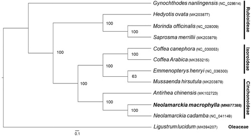 Figure 1. The maximum likelihood (ML) phylogenetic tree based on the complete chloroplast genome sequences of the 11 species from the Rubiaceae family, with Ligustrum lucidum (Oleaceae) as an outgroup. The bootstrap support values were based on 1000 replicates.