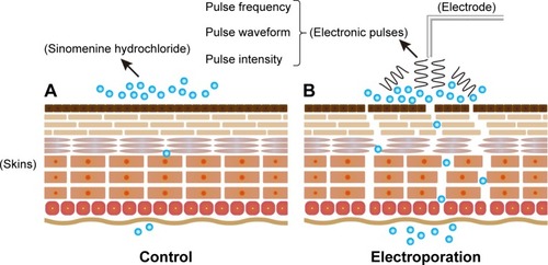 Figure 8 The mechanism of electroporation enhancing SH transdermal delivery.