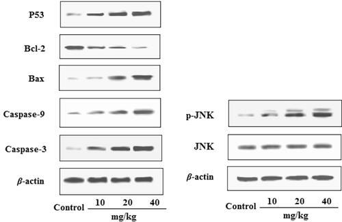 Figure 6. Effects of EDN on the expression of P53, Bcl-2, Bax, caspase-9, caspase-3 and JNK in A549 cells.