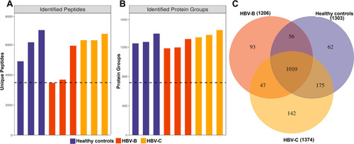 Figure 1 Identification of serum proteins in HBV patients infected with genotype B and those infected genotype C. (A) The number of identified peptides in 3 repeated experiments. (B) The number of identified protein groups in 3 repeated experiments. (C)The Venn diagrams show the numbers of identified proteins and the overlaps of protein identification in the 3 groups.