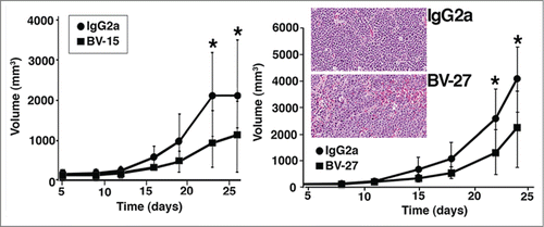 Figure 2. Effects of anti-OFA/iLRP antibodies on Primary A20 tumor growth. Syngeneic BALB/c mice were treated with monoclonal antibody BV-15 vs. IgG2a (n = 15 and n = 12, respectively) and BV-27 versus IgG2a (n = 15 and n = 14, respectively). Values are tumor volume means and standard deviations based on diameter measurements in 2 dimensions. Asterisks denote significance from control at the P < 0.05 level, based on Student t-test. Insert. Histological features of A20 tumor in syngeneic BALB/c mice treated with control IgG2a or BV-27. No significant difference in tumor appearance is noted (Hematoxylin and eosin – stained sections, magnification 66x).