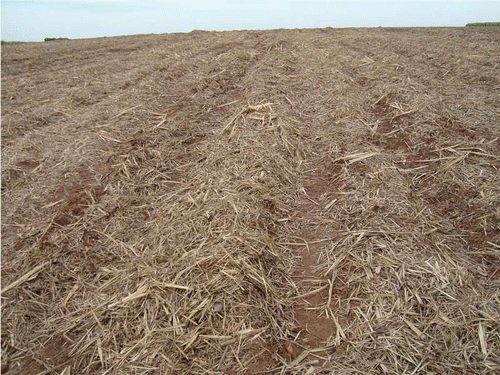 Figure 5. Panoramic field photo obtained on 14 May 2010, illustrating a typical directional terrain roughness found in the study area after sugarcane harvesting.
