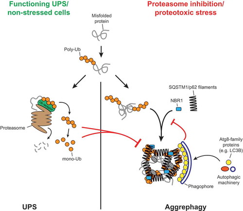 Figure 1. Model for the crosslinking of SQSTM1/p62 filaments by ubiquitinated proteins, and the coordination of this process with the activity of the UPS and the autophagy machinery. The figure was taken from Zaffagnini et al., EMBO J, 2018, doi: 10.15252/embj.201798308 with permission of the publisher.