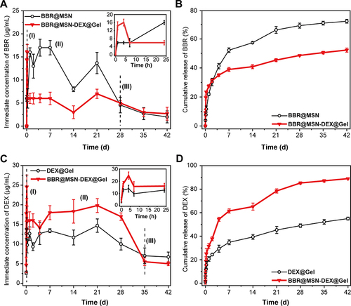 Figure 2 In vitro releases of BBR (A and B) and DEX (C and D) from BBR@MSN, DEX@Gel or BBR@MSN-DEX@Gel in PBS (pH = 7.4) at 37 °C. (A and C) present the immediate concentrations of BBR and DEX, while (B and D) show the cumulative drug releases. Results are shown as mean ± SD (n = 4).