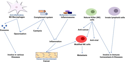 Figure 1. Innate immune components in disease and therapeutics.