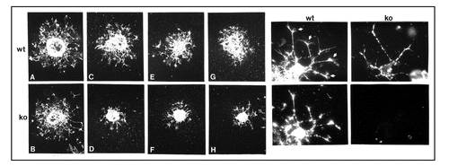 Figure 2 Role of NG2 in cell motility. Left, Oligodendrocyte progenitor motility. Oligodendrocyte progenitors prepared from neonatal wild type (wt) and NG2 knockout (ko) brains were grown as aggregates and then plated on surfaces coated with fibronectin (A and B) or type VI collagen (C–H). After 36 hours, cultures were labeled with A2B5 antibody to visualize progenitor migration away from the body of the aggregate. Although wild type and knockout progenitors migrate equally well on fibronectin-coated surfaces, NG2 null progenitors migrate much more poorly on collagen VI due to the absence of NG2. Right, Process extension by oligodendrocyte progenitors. Wild type (wt) and NG2 null (ko) oligodendrocyte progenitors were plated on type VI collagen coated surfaces. After 36 hours, cells were labeled with A2B5 antibody (top) or with NG2 antibody (bottom). Bottom panels confirm that NG2 is absent from NG2 null progenitors. Top panels show that processes of wild type progenitors are tipped by complex growth cone-like structures (arrows). These structures are absent from the processes of NG2 null progenitors. Growth cone-like structures may be important for mediating the motility of wild type progenitors on collagen VI, as seen in the left-hand panels.